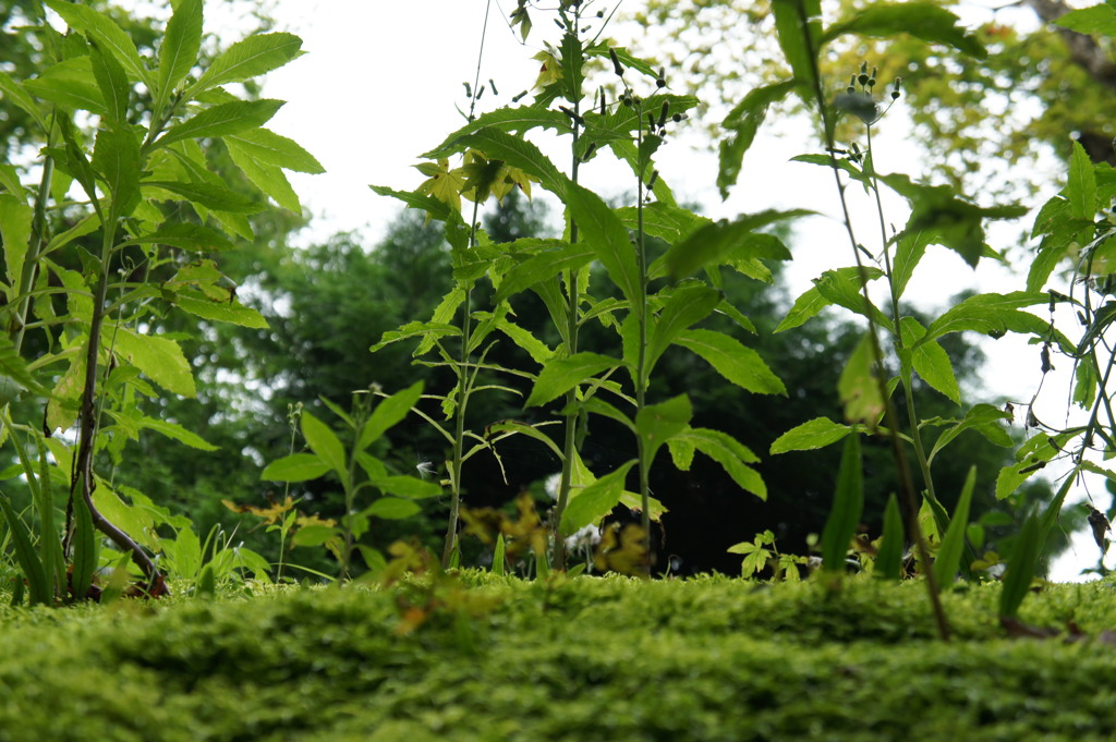 寂光院の屋根上の苔と草