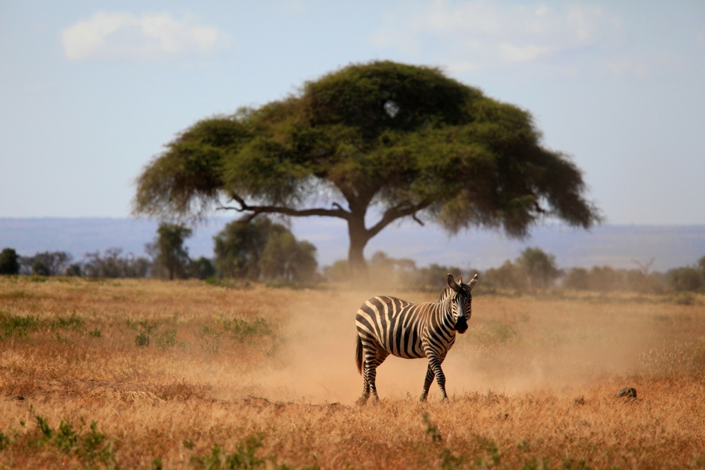 A zebra 