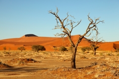 Namib Desert