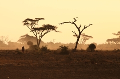 Kilimanjaro of morning glow