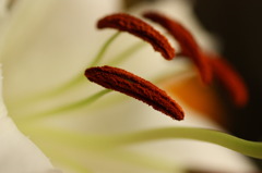 雄蕊