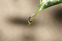 落ちそ・・