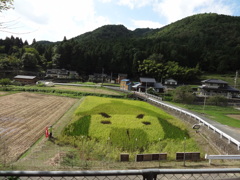 田んぼアート　軍師官兵衛