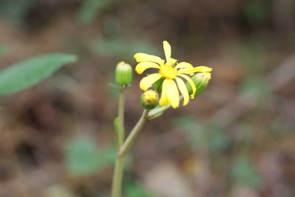 つわぶきの花