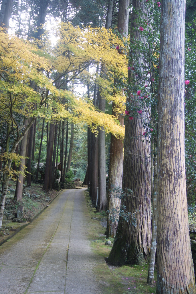 慧日寺参道