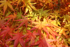 も・み・じ