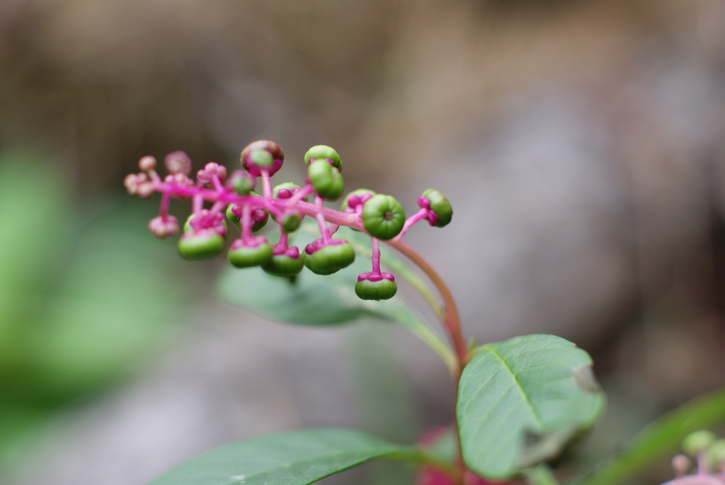 野草の実