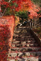 紅葉も終わりへ・・・・・