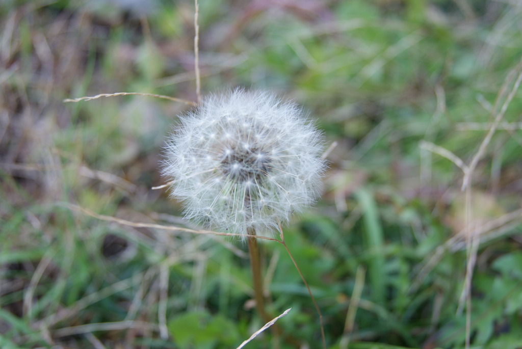 セイヨウタンポポの種子