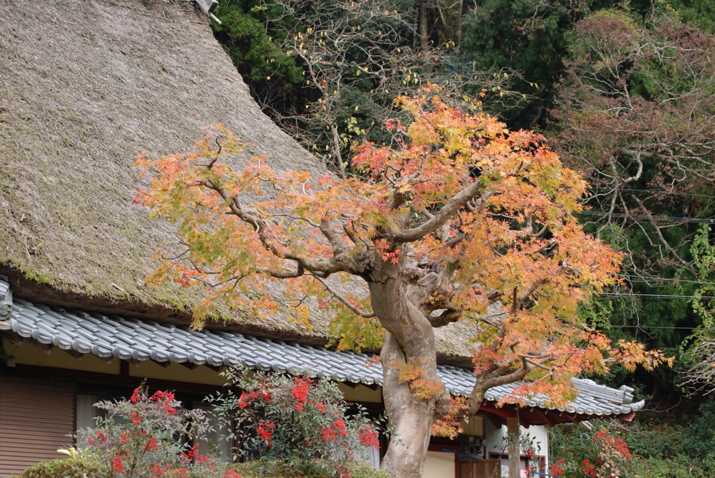樹齢何年？