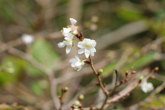 四季桜
