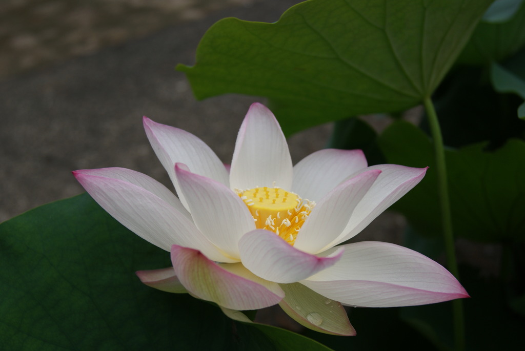 蓮の花咲いた！