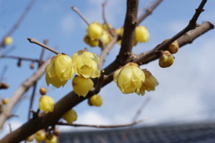 蝋梅