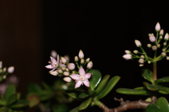可憐な花