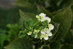 今、半分咲いている紫陽花