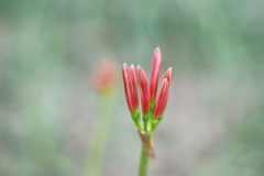 開花を待つ彼岸花