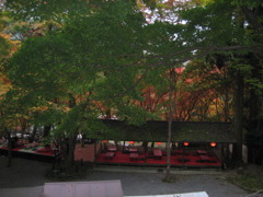 I青葉と紅葉と緋毛氈