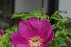 はまなすの花とみつばち