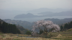 松尾の一本桜