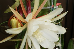 孔雀さぼてんの花