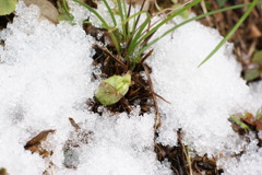雪の中に・・・・