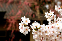 さくらの花
