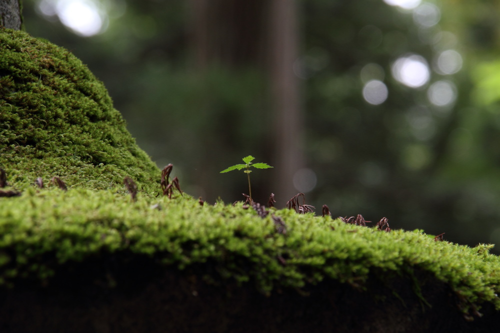 いつかは大木に