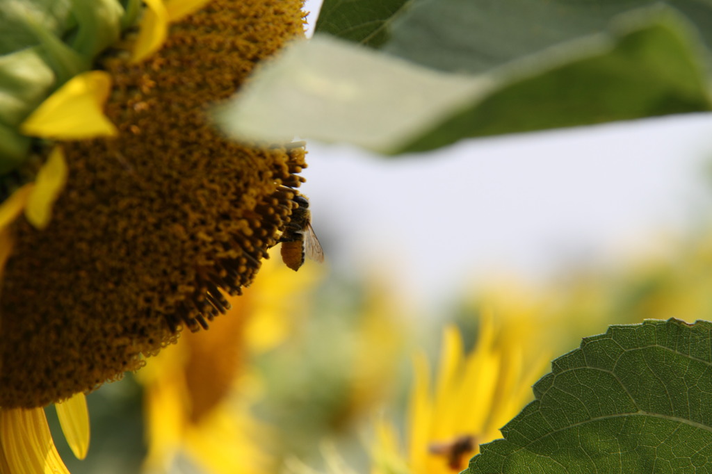 bee at work