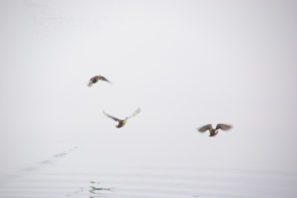 光の中へ飛び立つ