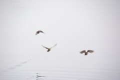 光の中へ飛び立つ