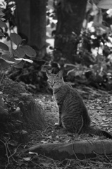 お澄ましネコさん