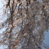 春がうつる　春が流れる・・・風