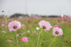 みんな～　咲いてる～？