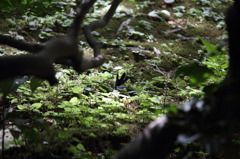 息をひそめて覗き見る