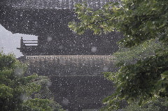 雨