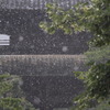 雨
