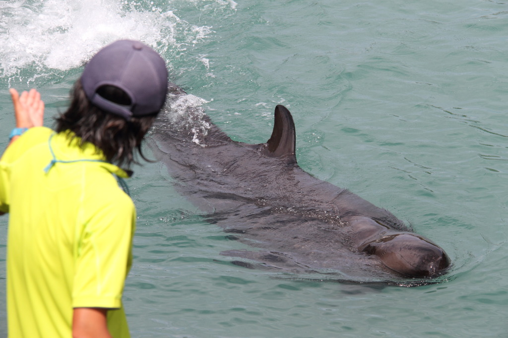 俺、クジラです。