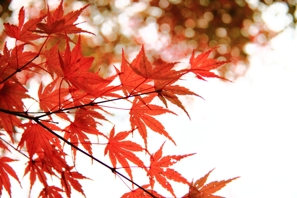もみじ