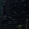 魚影