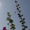 朝も早から山登り(*^^)vイェ-イ