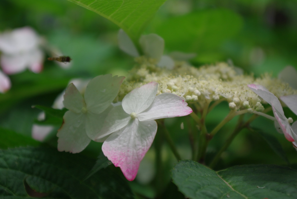 幻想に誘われて