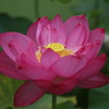 蓮
