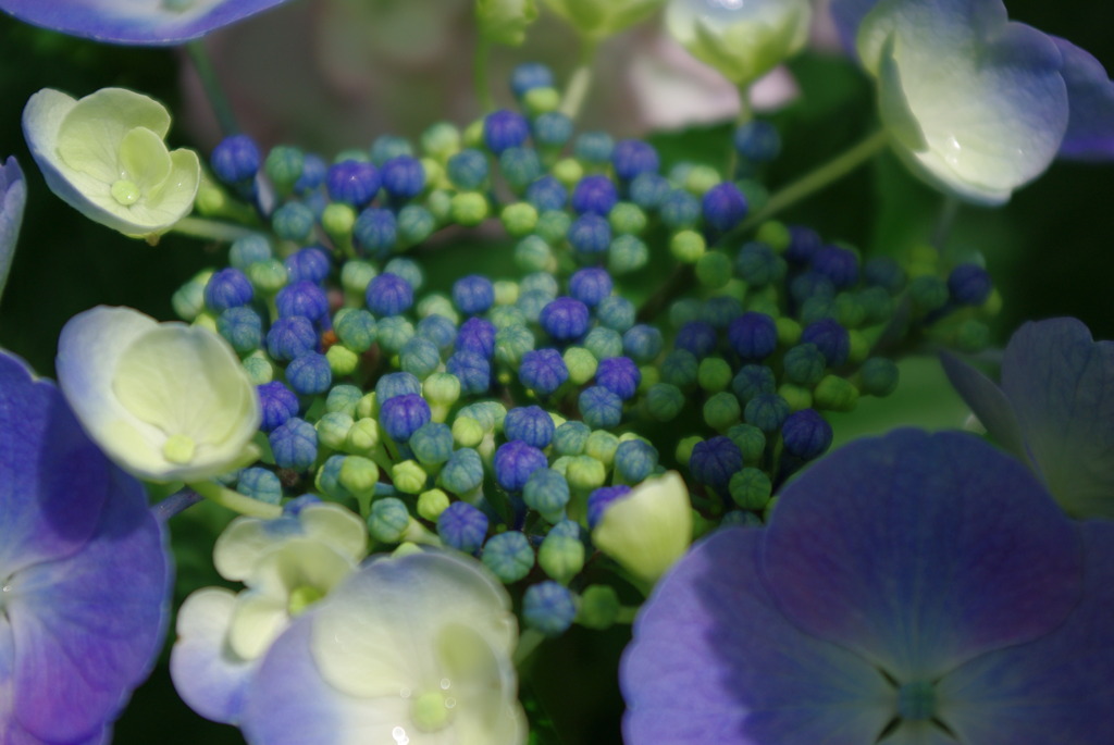 今年も綺麗だったね。（*^_^*）