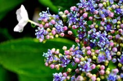 紫陽花