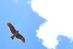Be free