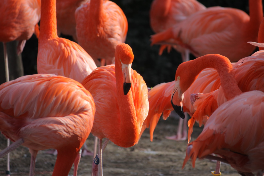 フラミンゴズ