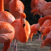 フラミンゴ