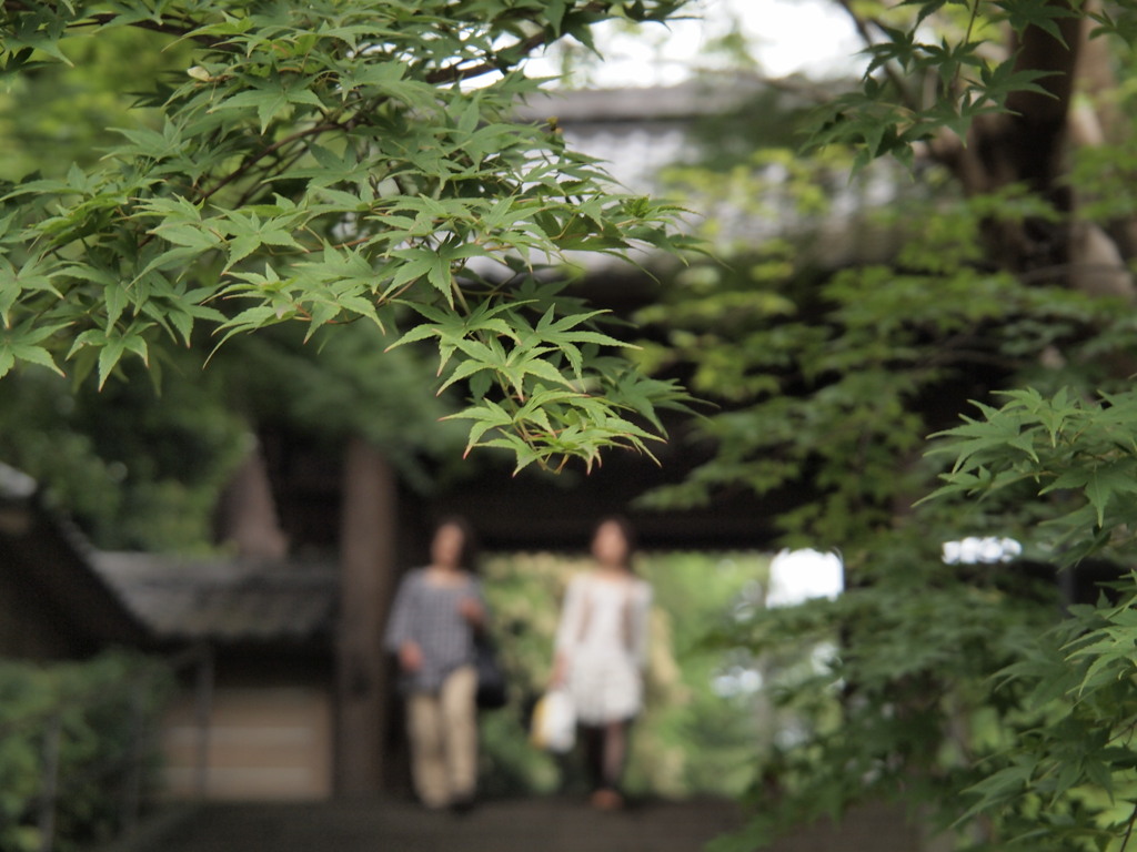 秋には赤く