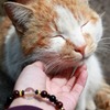野良猫ちゃん