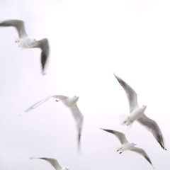 陽を背に